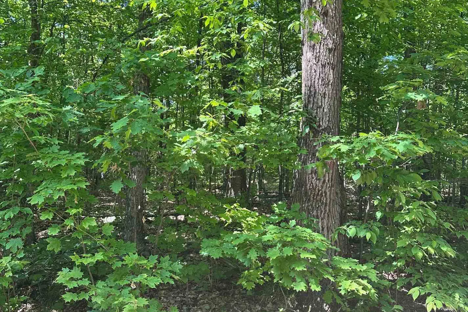 Additional image 13 of 1527 Madill Road