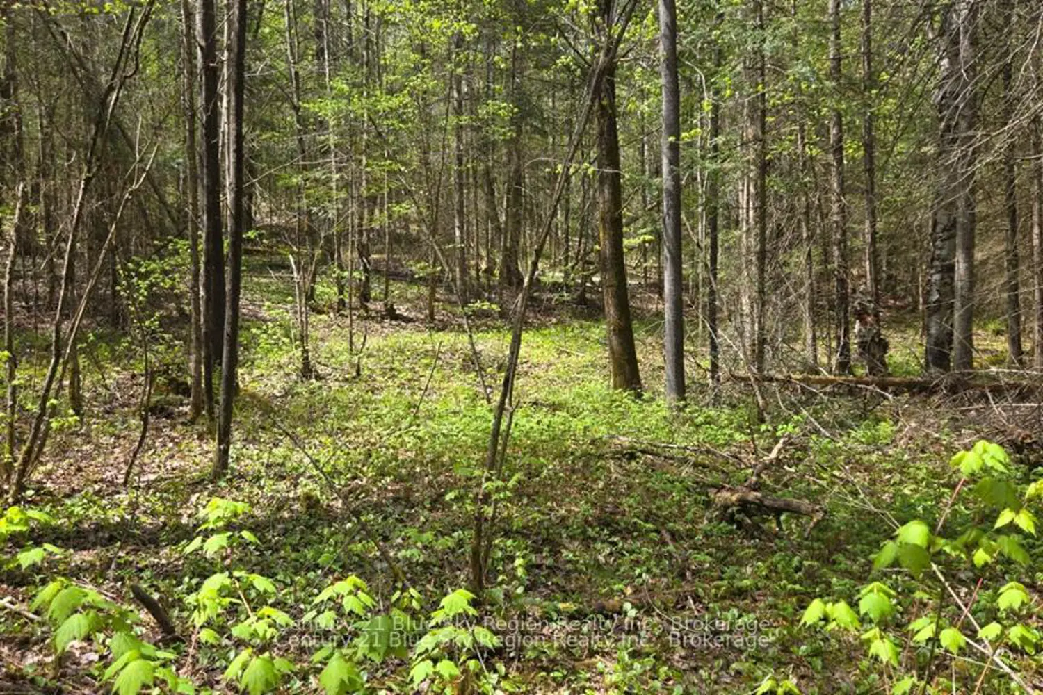 Additional image 5 of Pt Lt 10 Con 16 Village Road