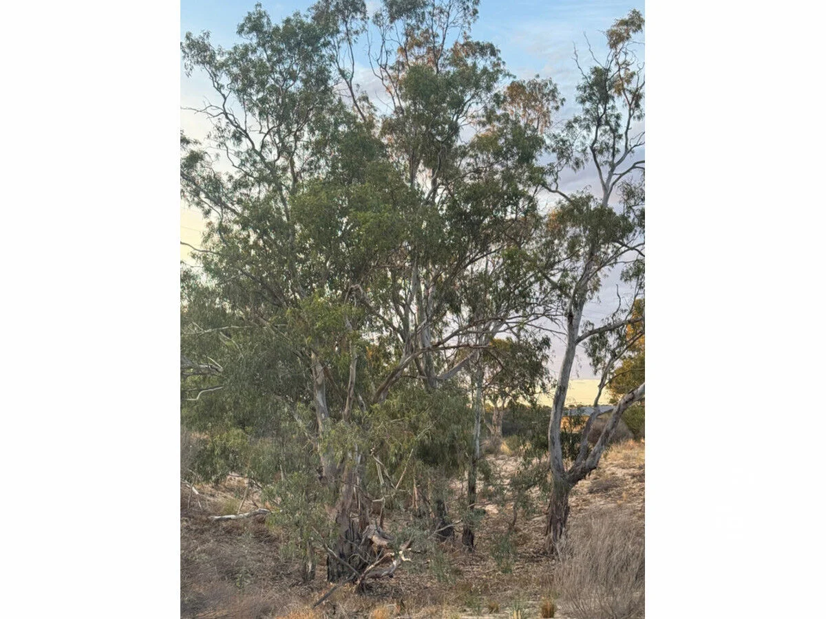 Additional image 14 of 28 River Reserve Road, Swan Reach SA 5354