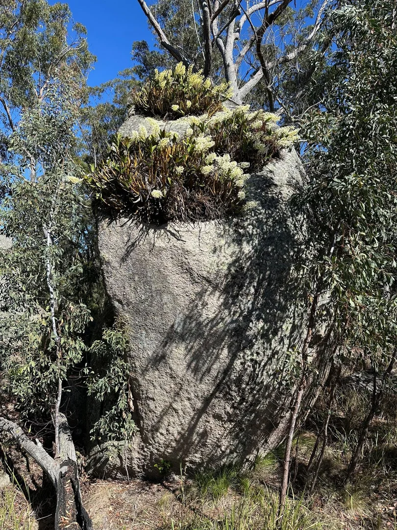 Additional image 18 of Lot 1 Brusharbers Road, Tenterfield NSW 2372