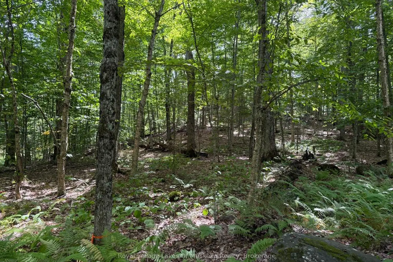 Additional image 5 of Lot 85 Brennan Circle