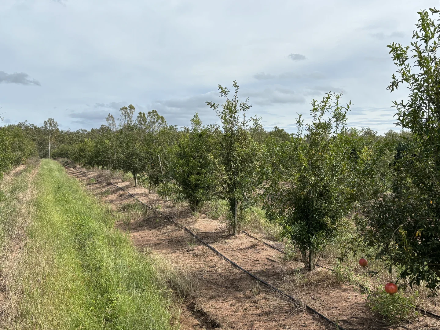 Additional image 4 of 446 Chewko Road, Mareeba QLD 4880