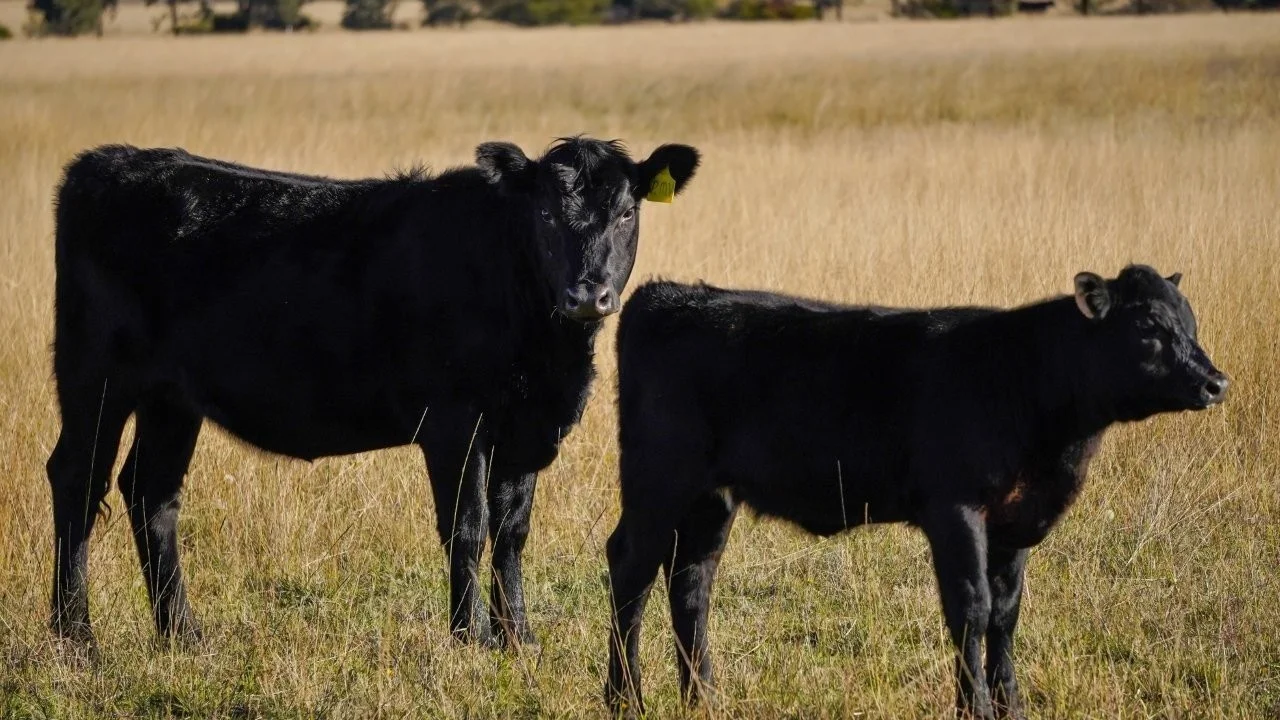 Additional image 3 of 3761 Neilrex Road, Neilrex NSW 2831