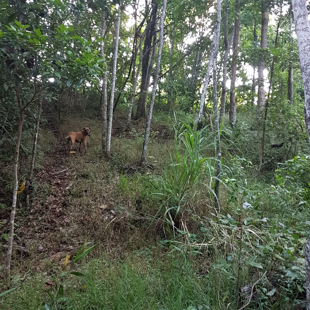 Additional image 19 of 29 Railway Avenue, Cooktown QLD 4895