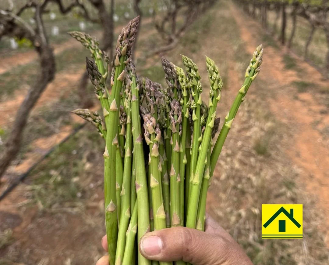 Additional image 5 of 231 Falkiner Avenue, Tresco VIC 3583