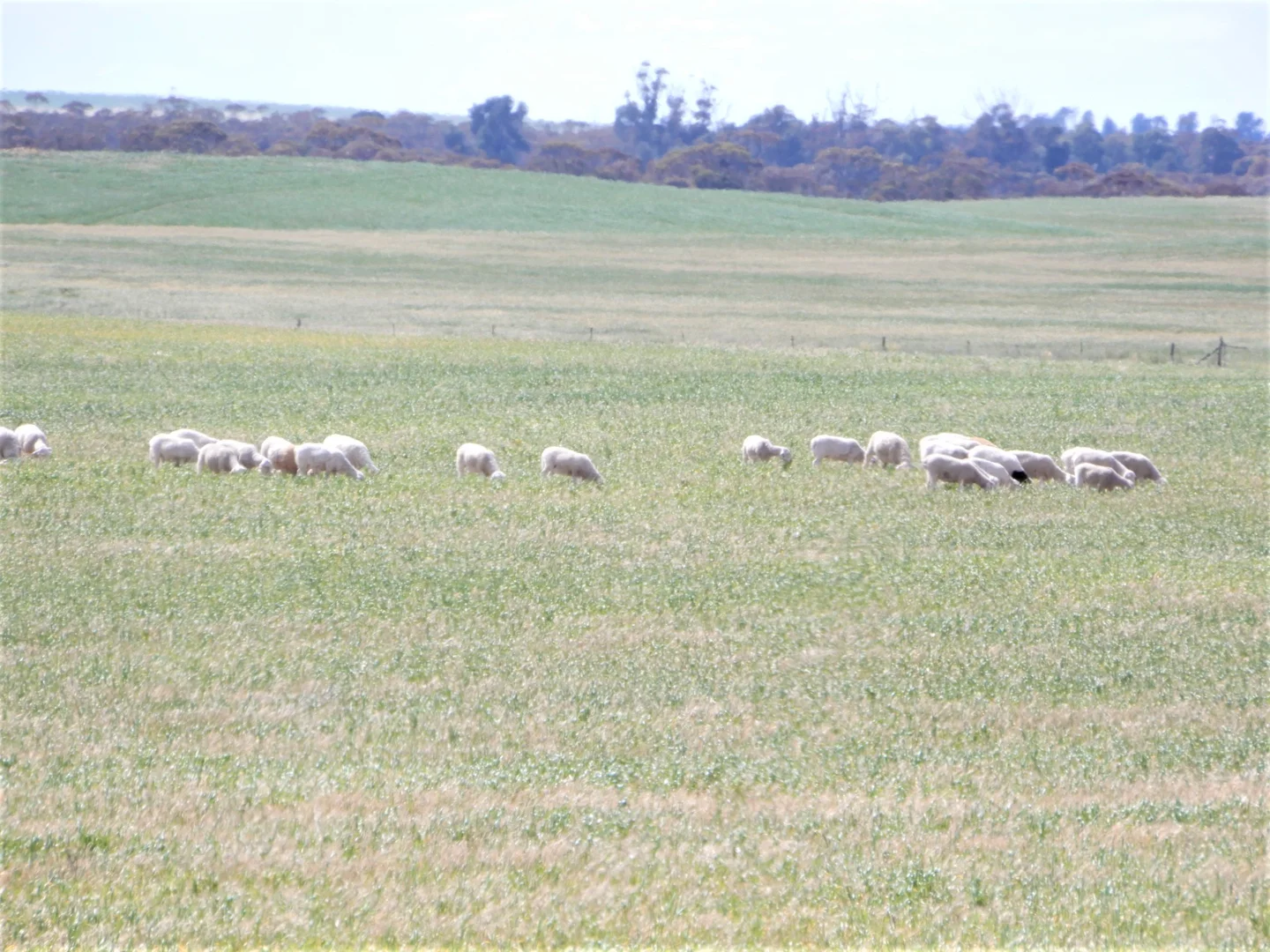 Additional image 8 of 477 Beelitz Road, Geranium SA 5301