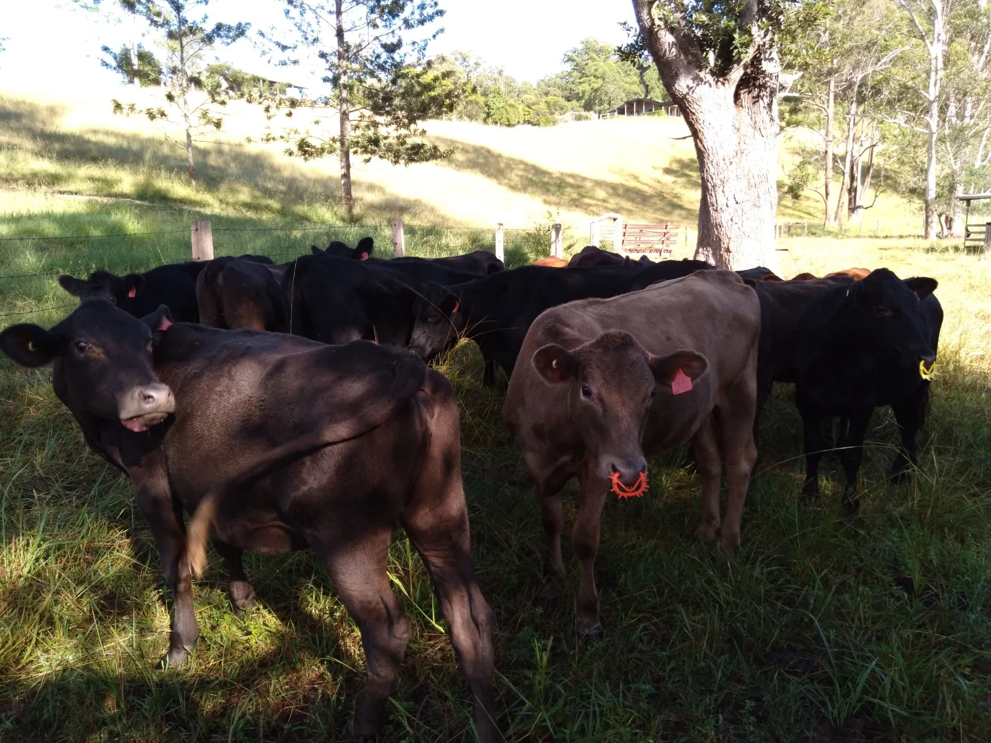 Additional image 24 of 71 SUNDOWNER ROAD, Bakers Creek NSW 2447