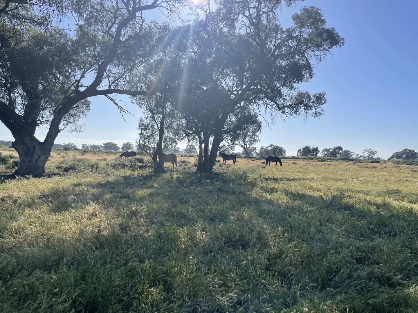 Additional image 25 of 'Yileen' 4371 Moulamein Road, Tullakool NSW 2732