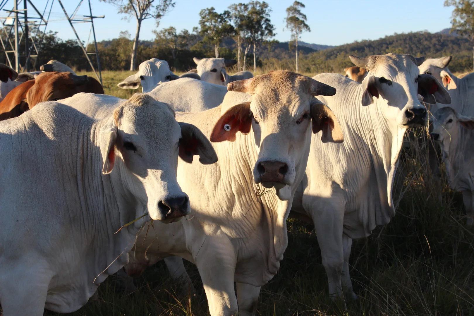 Additional image 23 of Innot Hot Springs QLD 4872