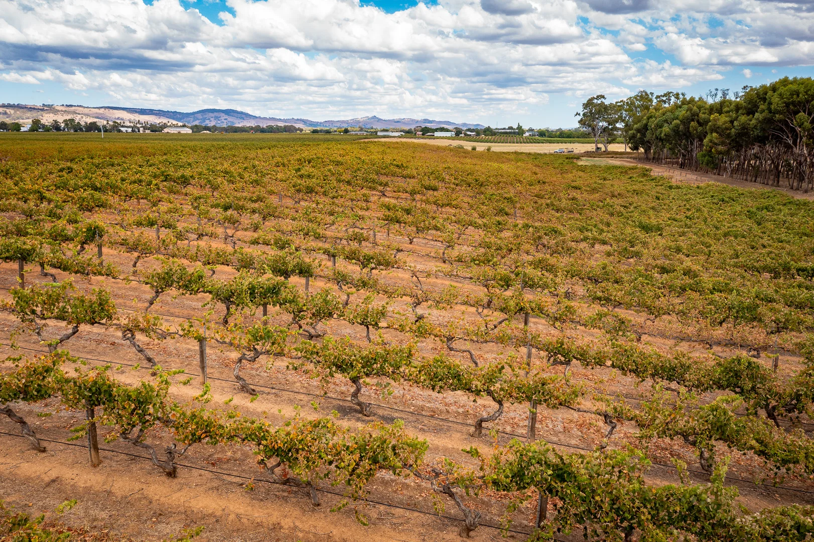 Additional image 7 of Lot 91 Nuraip Road, Nuriootpa SA 5355