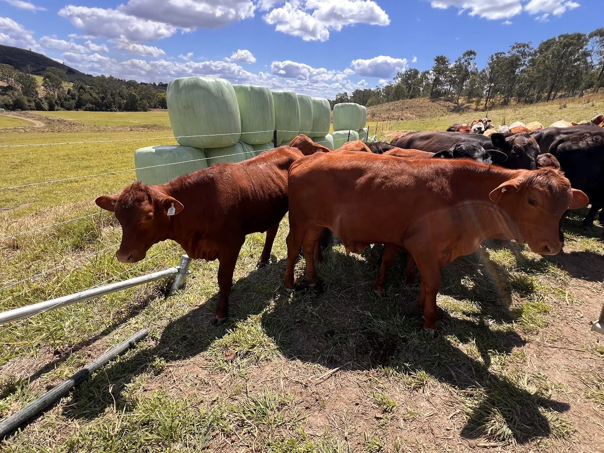 Additional image 4 of 18 Calico Creek Road, Long Flat QLD 4570