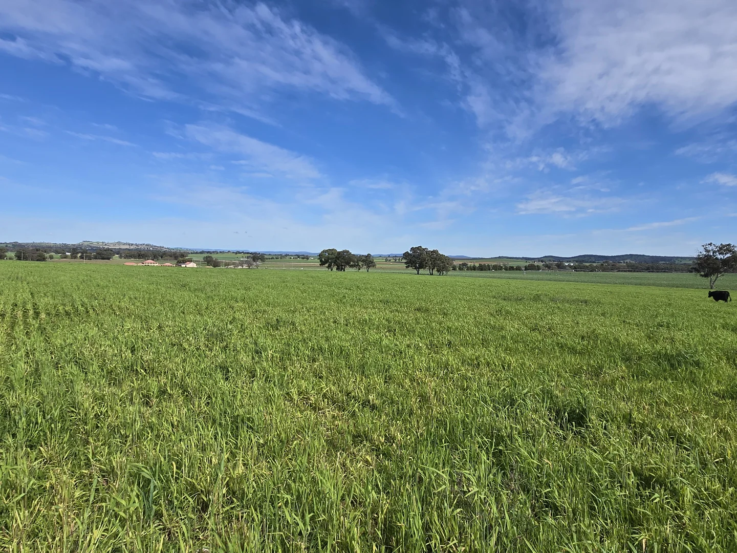 Additional image 18 of 56 Leneva Lane, Canowindra NSW 2804