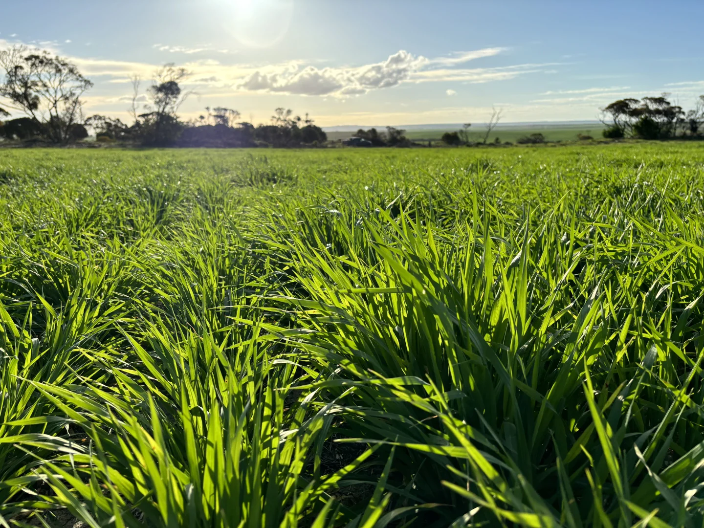 Additional image 16 of Section 82 Chilmans Road, Port Neill SA 5604