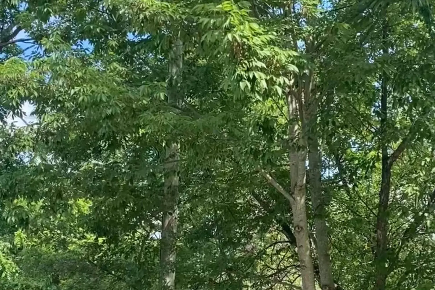 Additional image 17 of 16 Cora Street