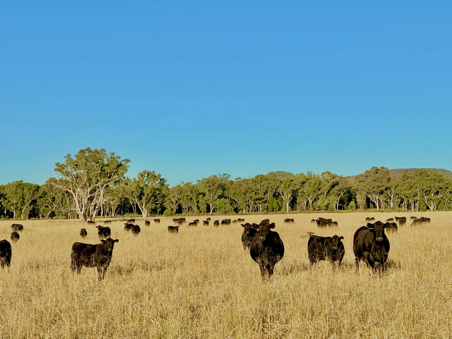 Additional image 18 of 2824 Neilrex Road, Coolah NSW 2843