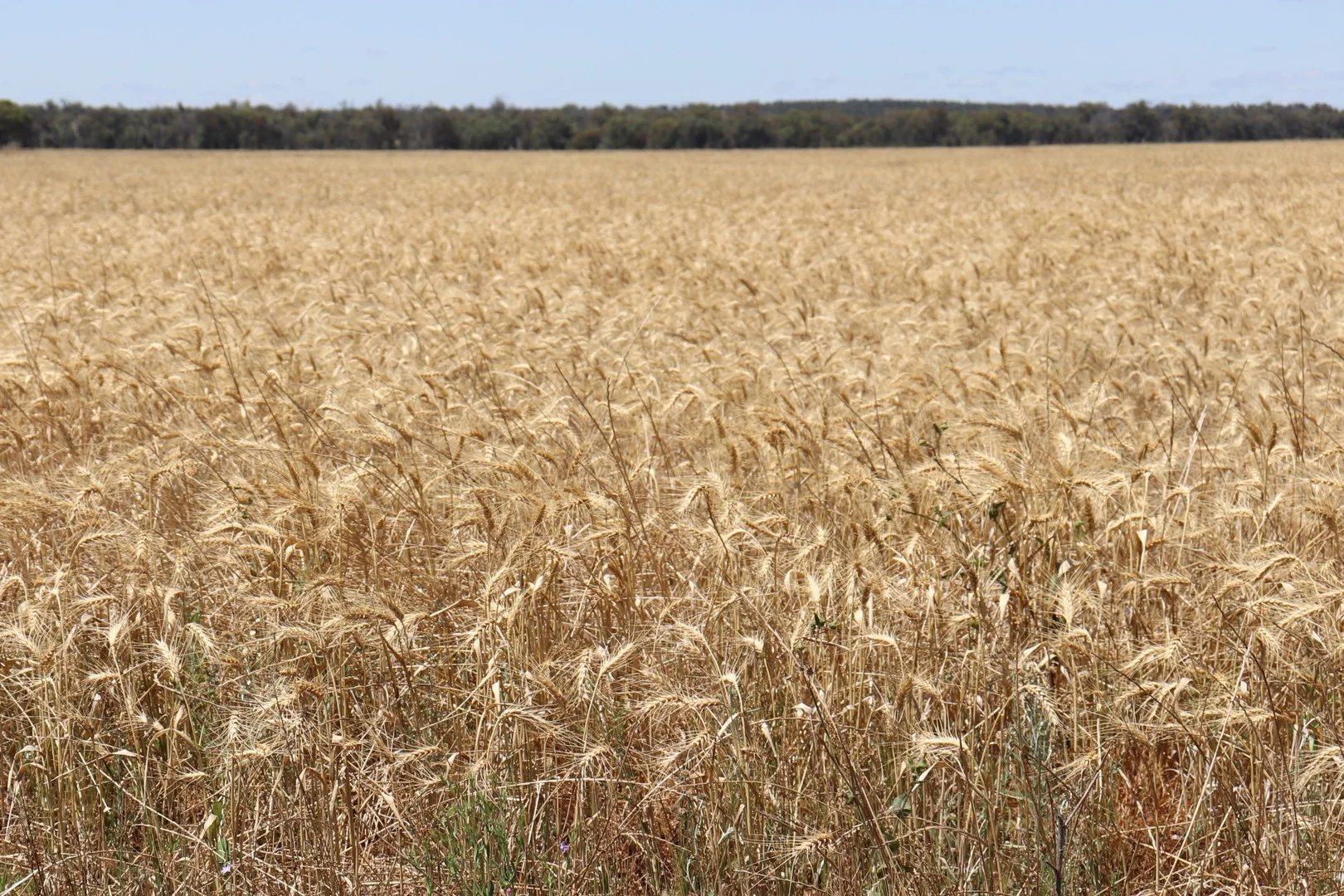 Additional image 2 of 1 Boorr Hill Road, Parkes NSW 2870