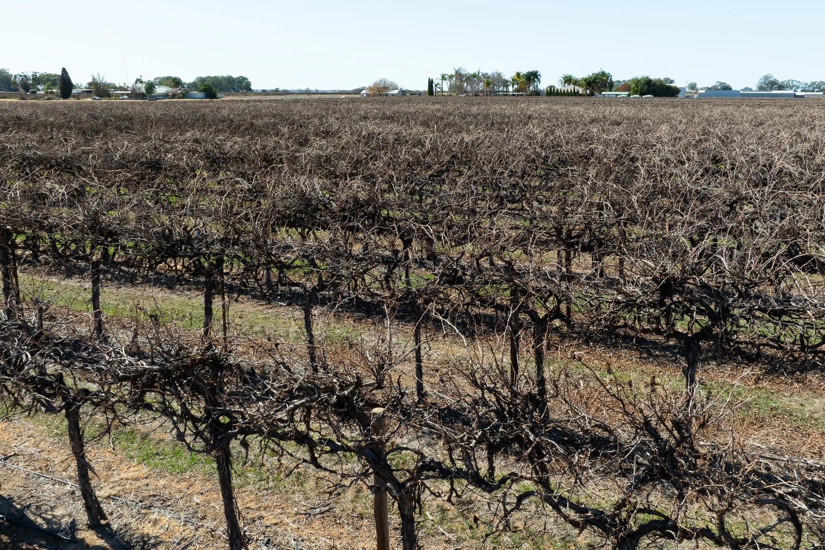 Additional image 41 of 229 Morgan Road, Cobdogla SA 5346