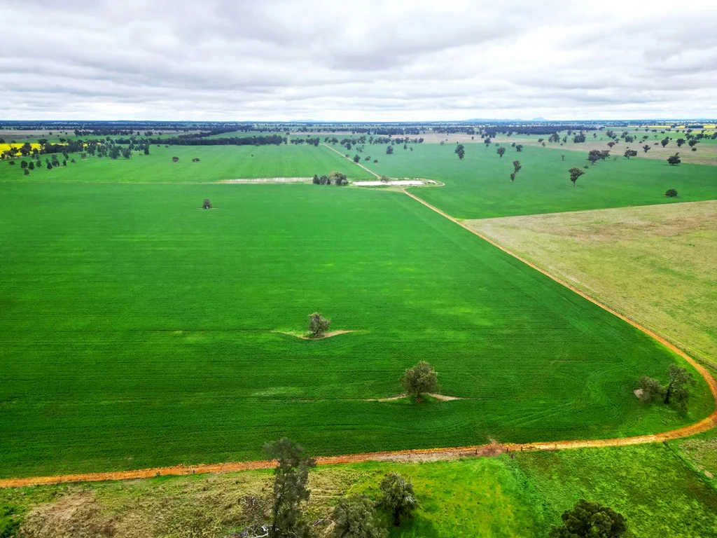 Additional image 4 of 594 Burrangong Lane, Bland NSW 2721