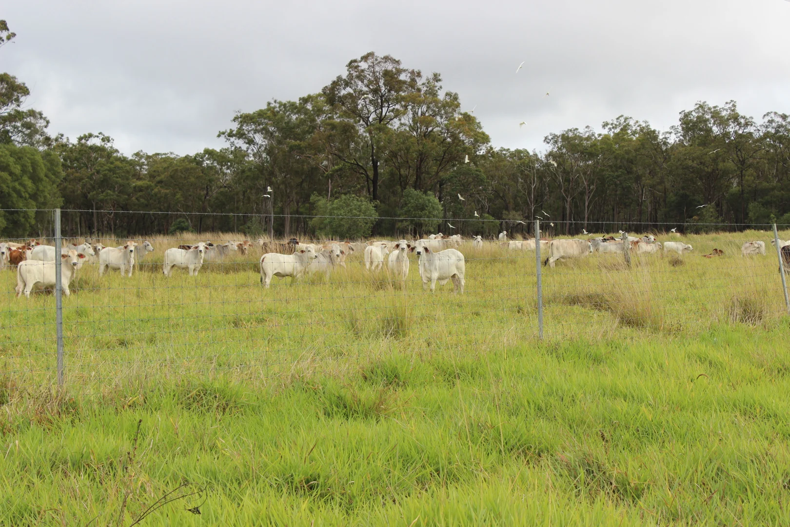 Additional image 14 of Innot Hot Springs QLD 4872