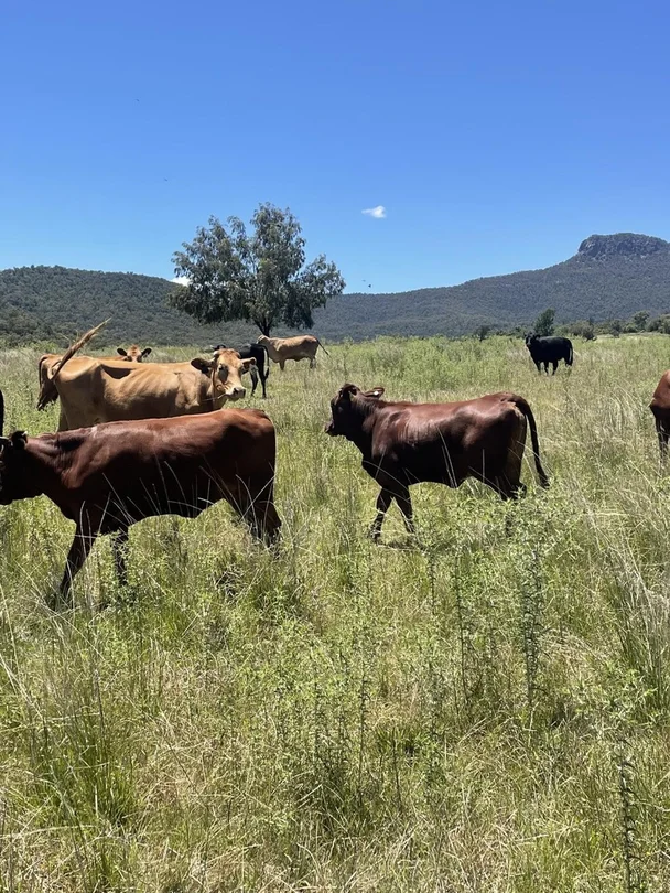 Additional image 2 of 1020 Bramble Rd, Warrumbungle NSW 2828