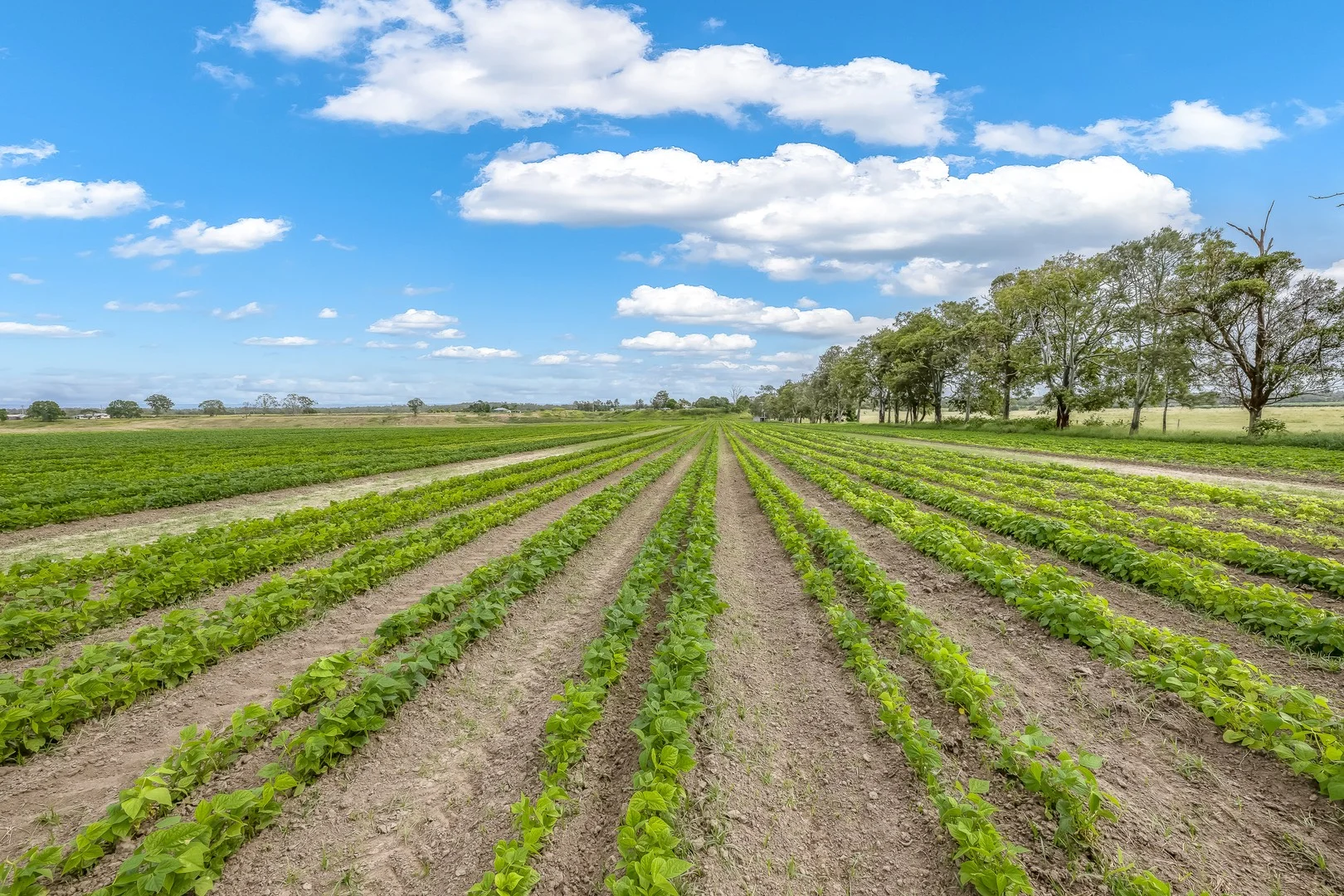 1670 Rosedale Road, Avondale QLD 4670