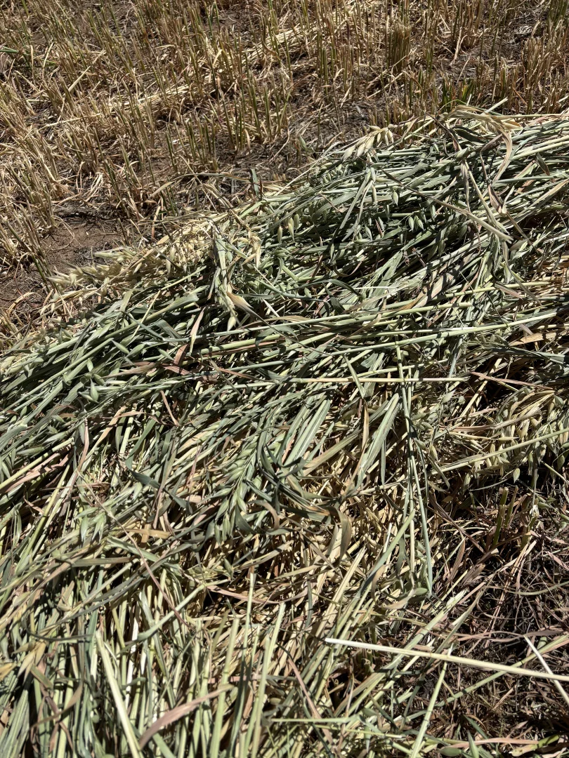 Additional image 24 of 2824 Neilrex Road, Coolah NSW 2843