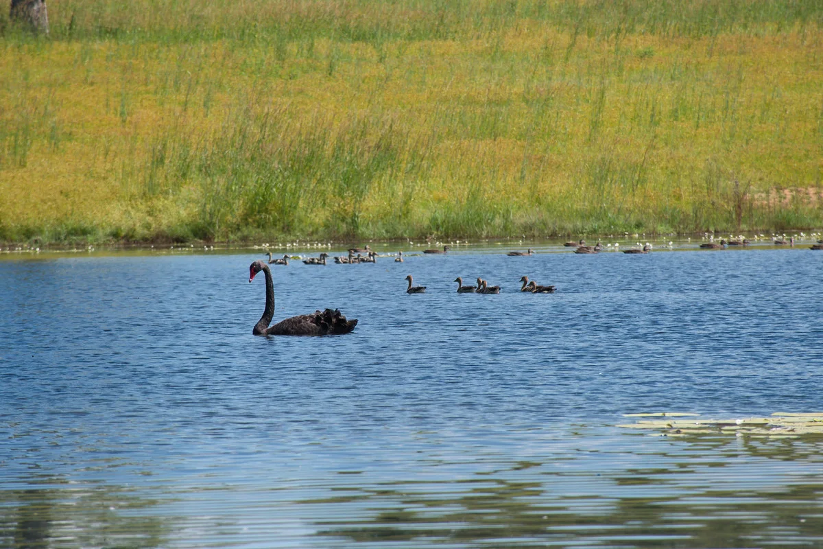 Additional image 20 of 705 Stratheden Road, Stratheden NSW 2470