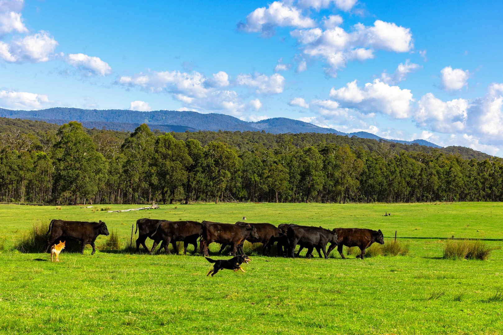 Additional image 52 of 151 Wattle Hill Road, Buchan South VIC 3885