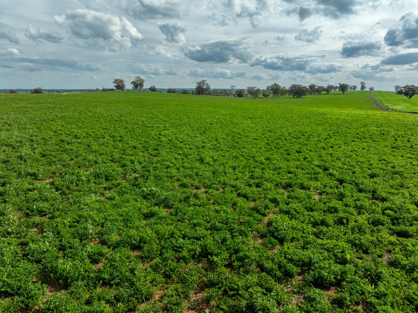 Additional image 26 of 90 Kilnyana Road, Savernake NSW 2646