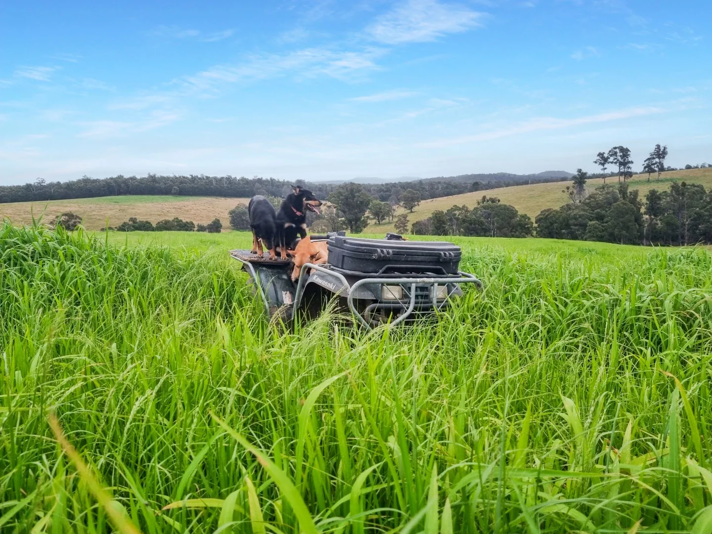 Additional image 17 of 151 Wattle Hill Road, Buchan South VIC 3885