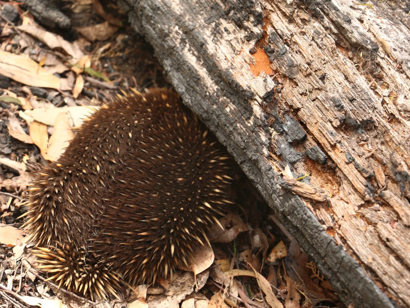 Additional image 20 of 78 Cethana Road, Cethana TAS 7306