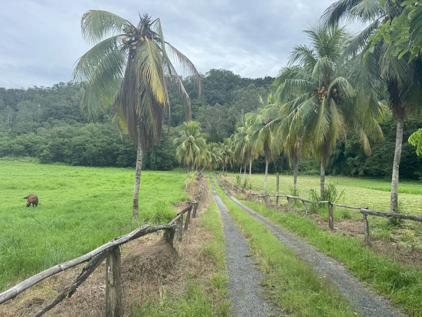 Additional image 11 of Gillies Range Road, Little Mulgrave QLD 4865