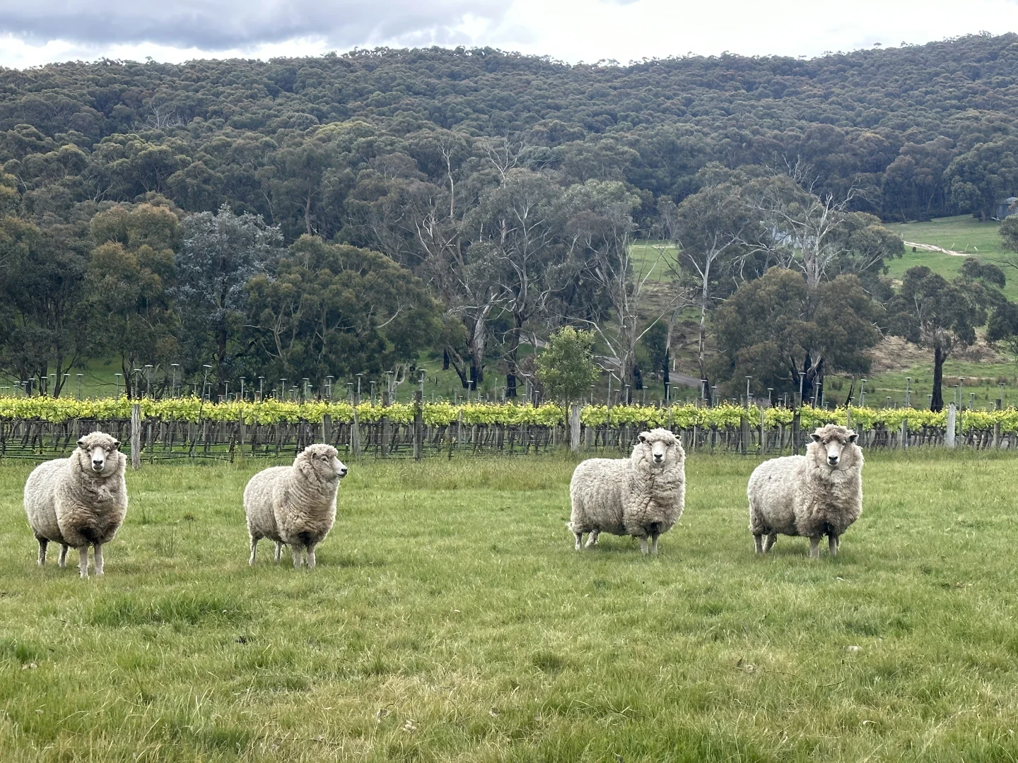 Additional image 26 of 311 Slatey Creek Road North, Invermay VIC 3352