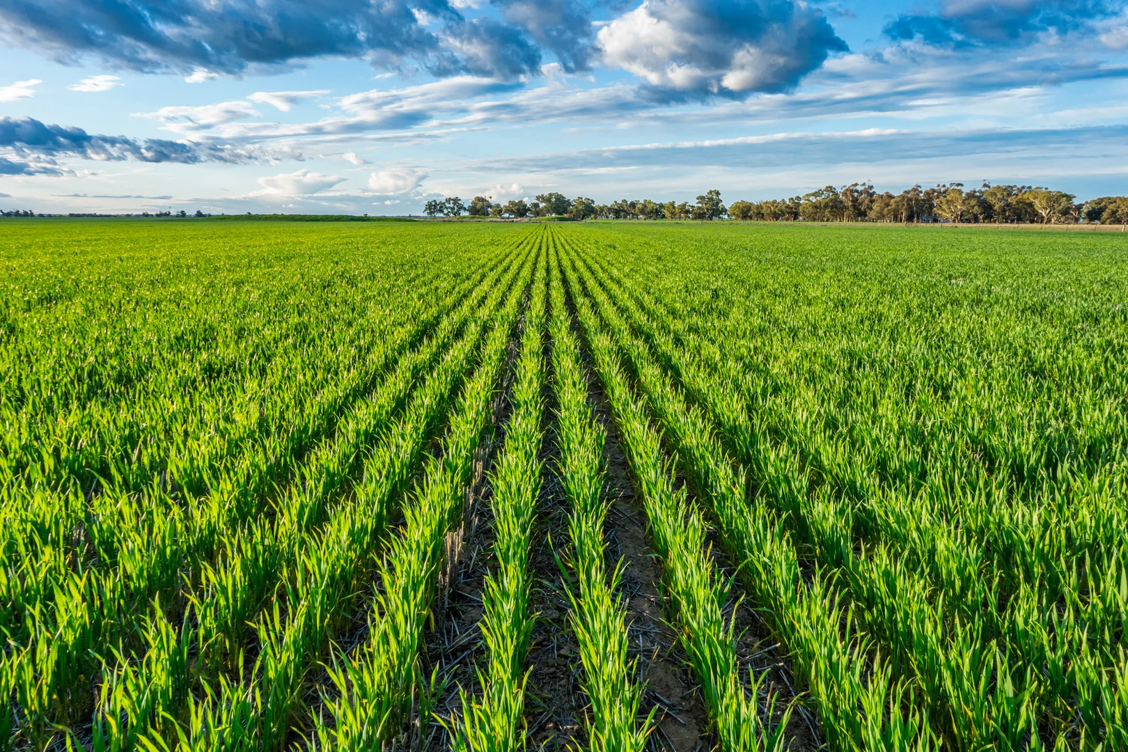 Additional image 15 of 1250 Barracluffs Road, Bidgeemia NSW 2642