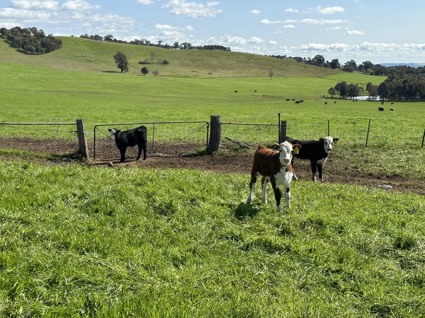 Additional image 37 of 97 Granite Road, Lurg VIC 3673