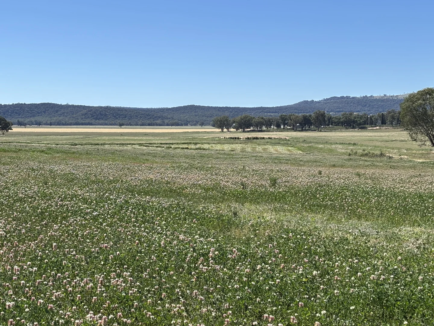 Additional image 25 of 2824 Neilrex Road, Coolah NSW 2843