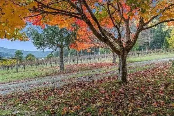 Additional image 14 of 3470 YARRA JUNCTION-NOOJEE ROAD, Piedmont VIC 3833