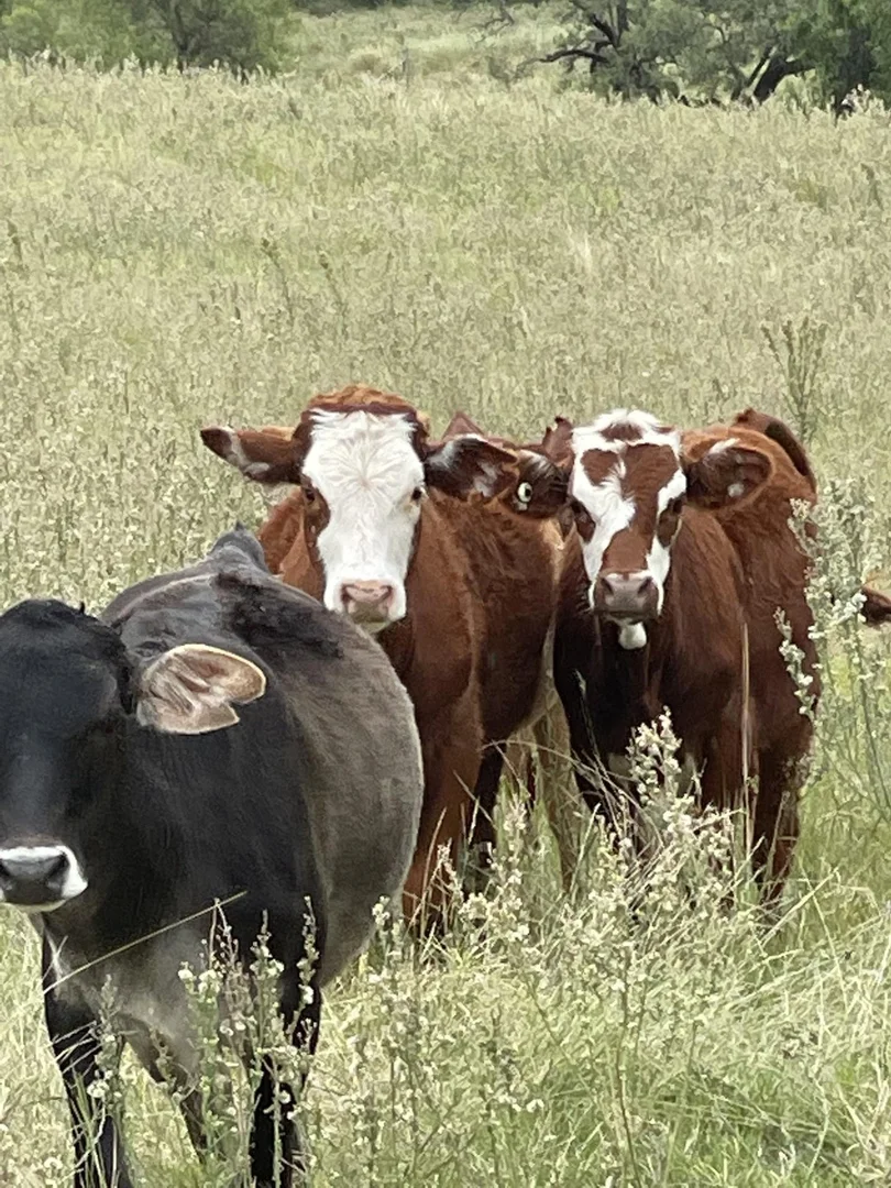 Additional image 10 of 1020 Bramble Rd, Warrumbungle NSW 2828