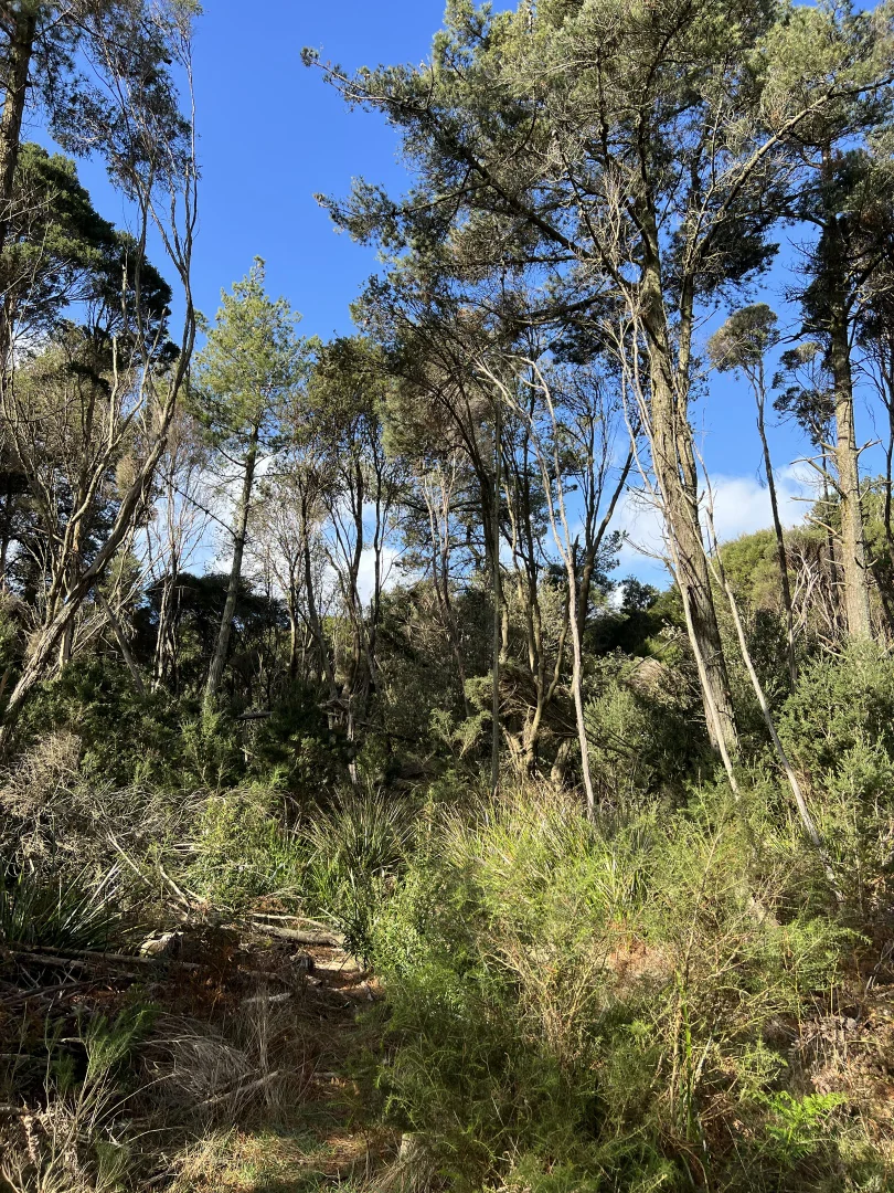 Additional image 3 of 1038 Pegarah Road, Naracoopa TAS 7256