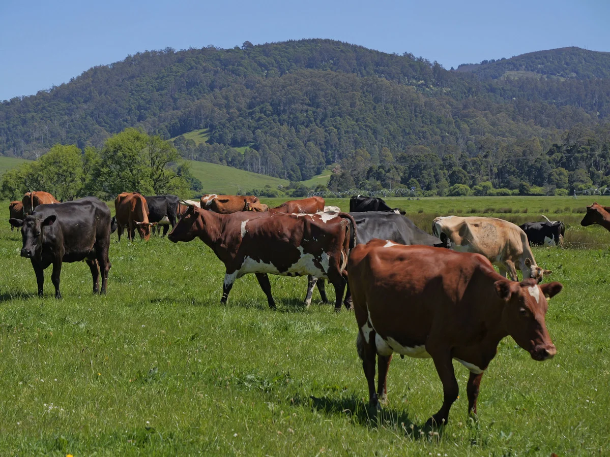 Additional image 12 of 569 St Columba Falls Road, Pyengana TAS 7216