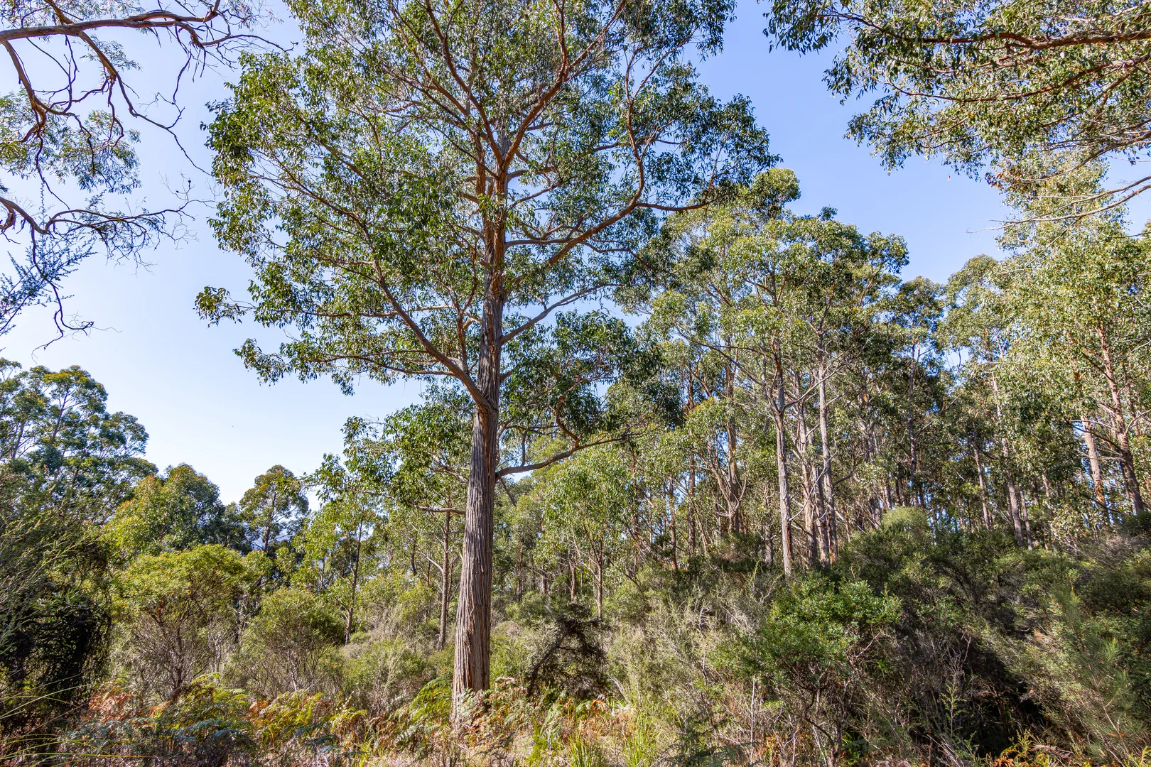 Additional image 14 of 287 Esperance Coast Road, Brooks Bay TAS 7116