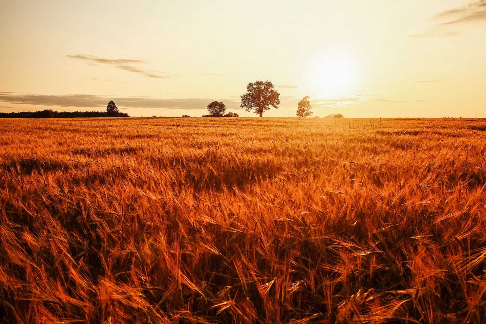 Additional image 4 of 46 Livingston Boulevard, Forbes NSW 2871