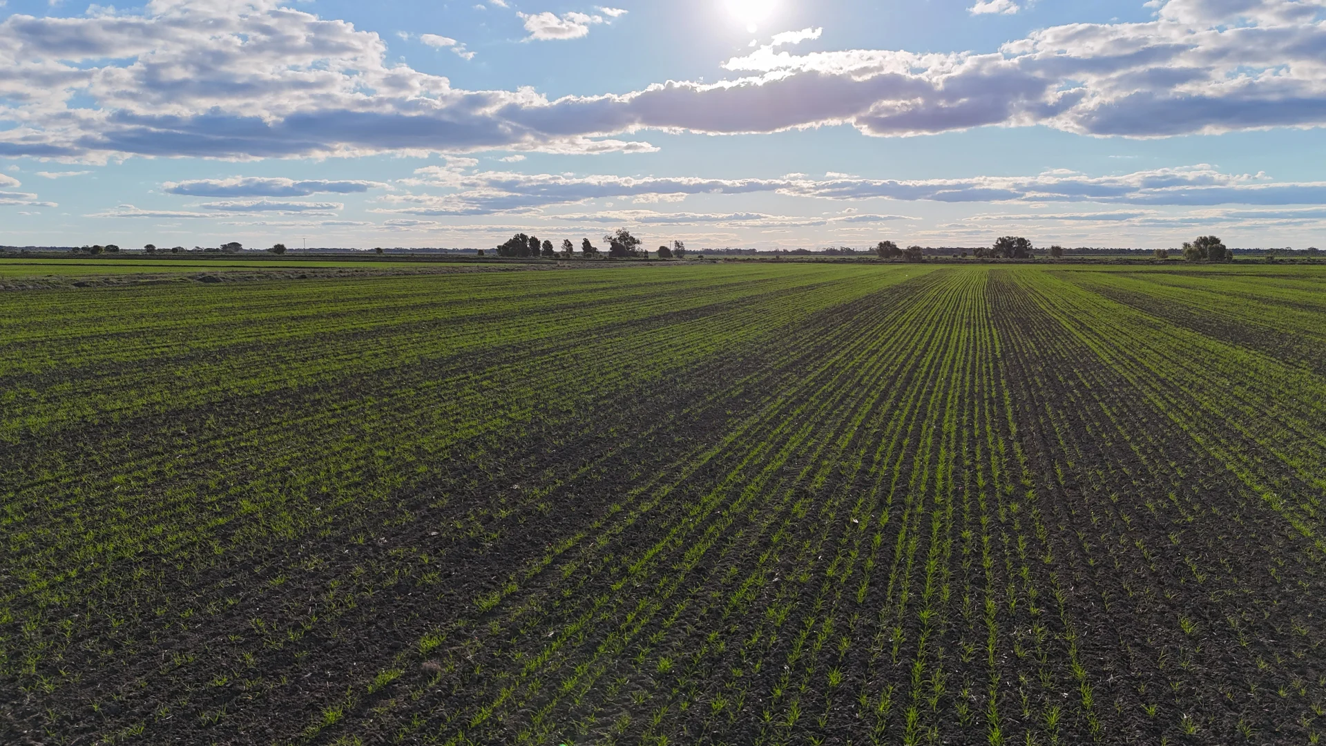 Additional image 22 of Farm 205/347 Fairlie Grange Road, Coleambally NSW 2707