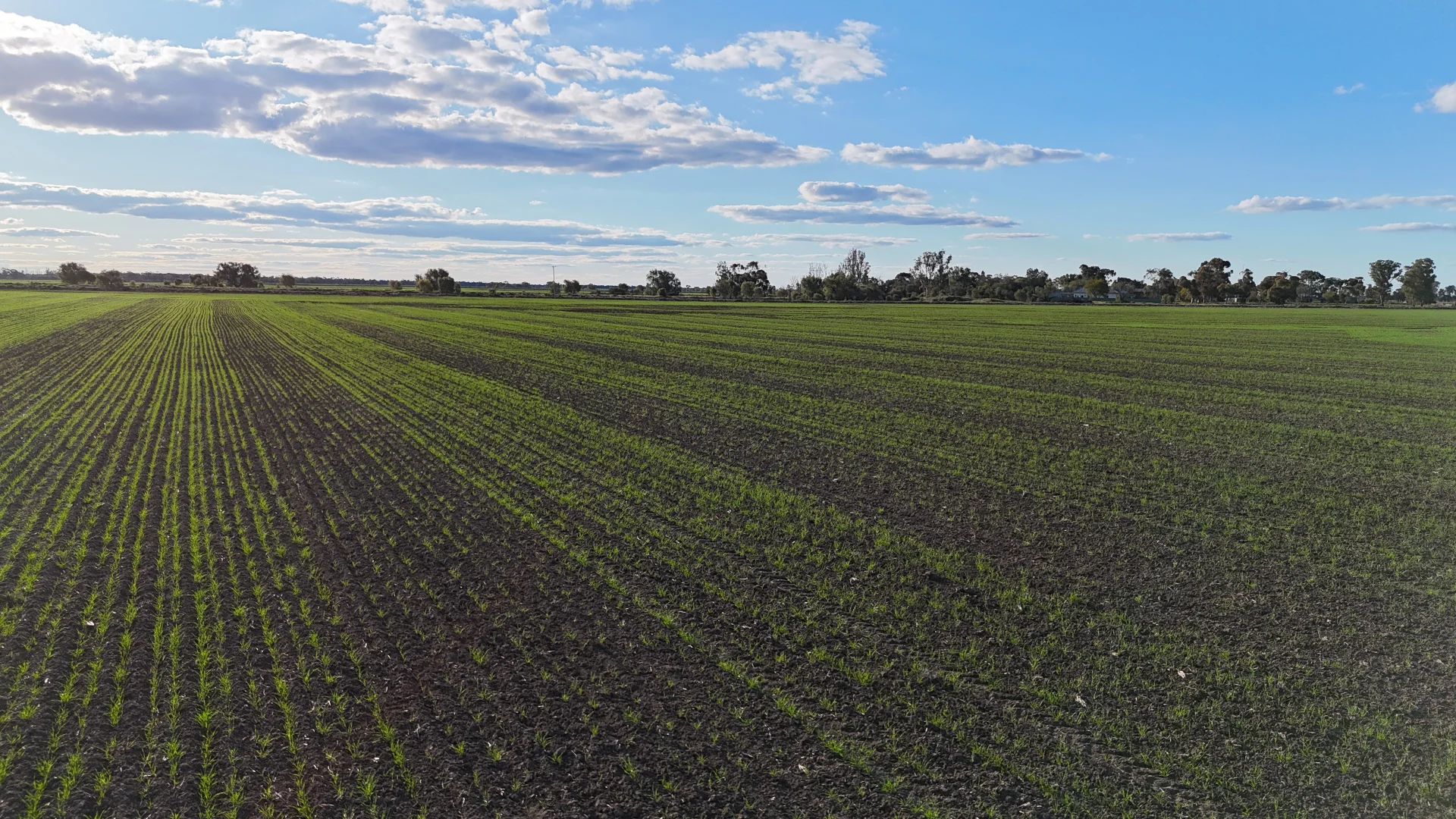 Additional image 24 of Farm 205/347 Fairlie Grange Road, Coleambally NSW 2707