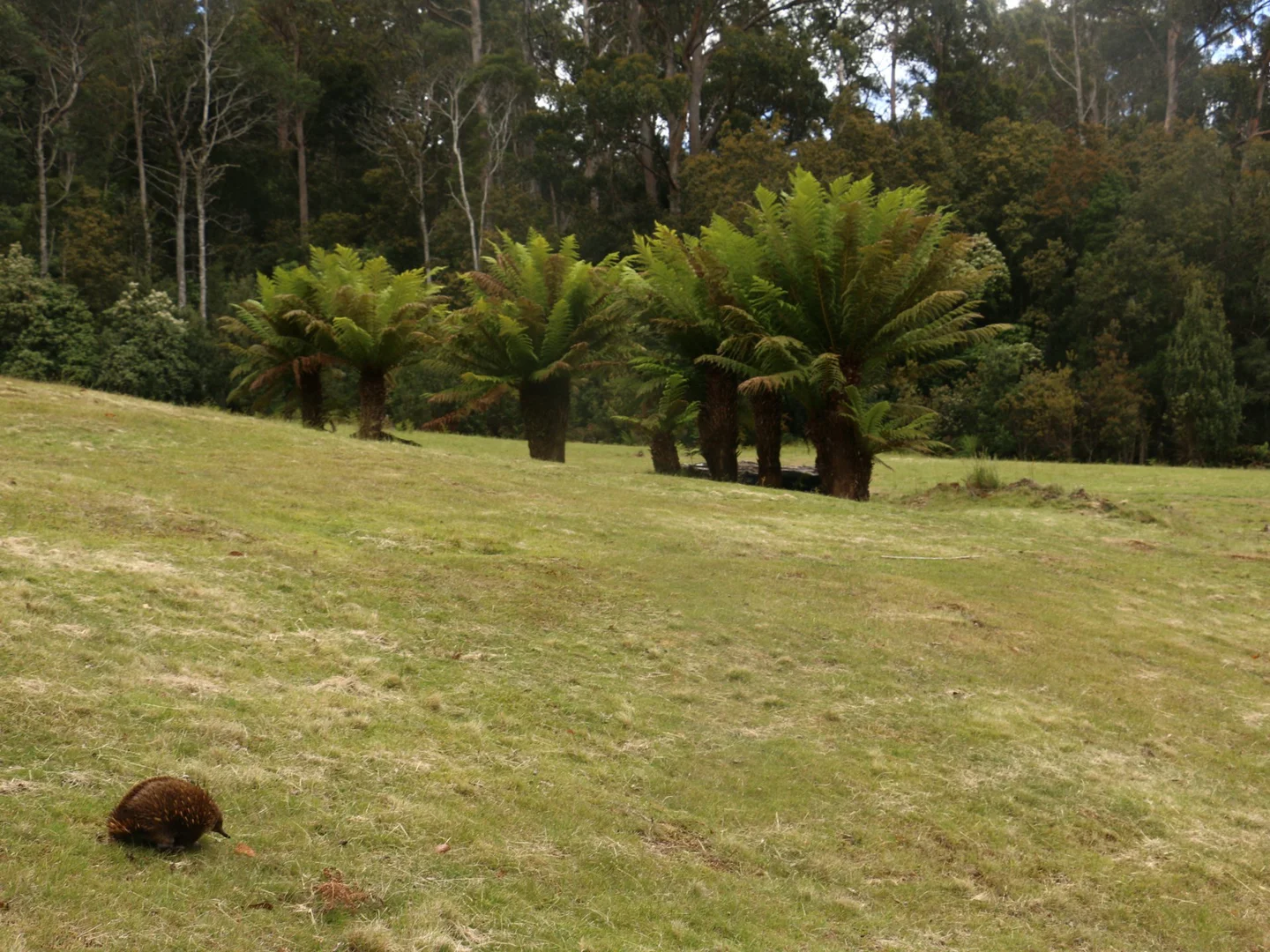 Additional image 6 of 78 Cethana Road, Cethana TAS 7306