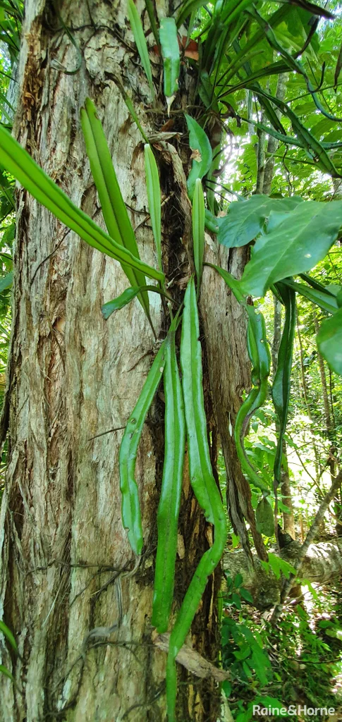 Additional image 29 of Lot 81 Cape Tribulation Road, DIWAN,, Daintree QLD 4873