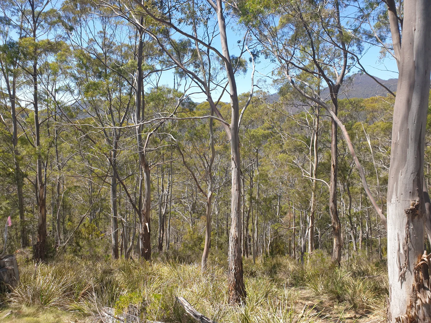 Additional image 5 of Lot 9 Bull Oak Way, Grove TAS 7109