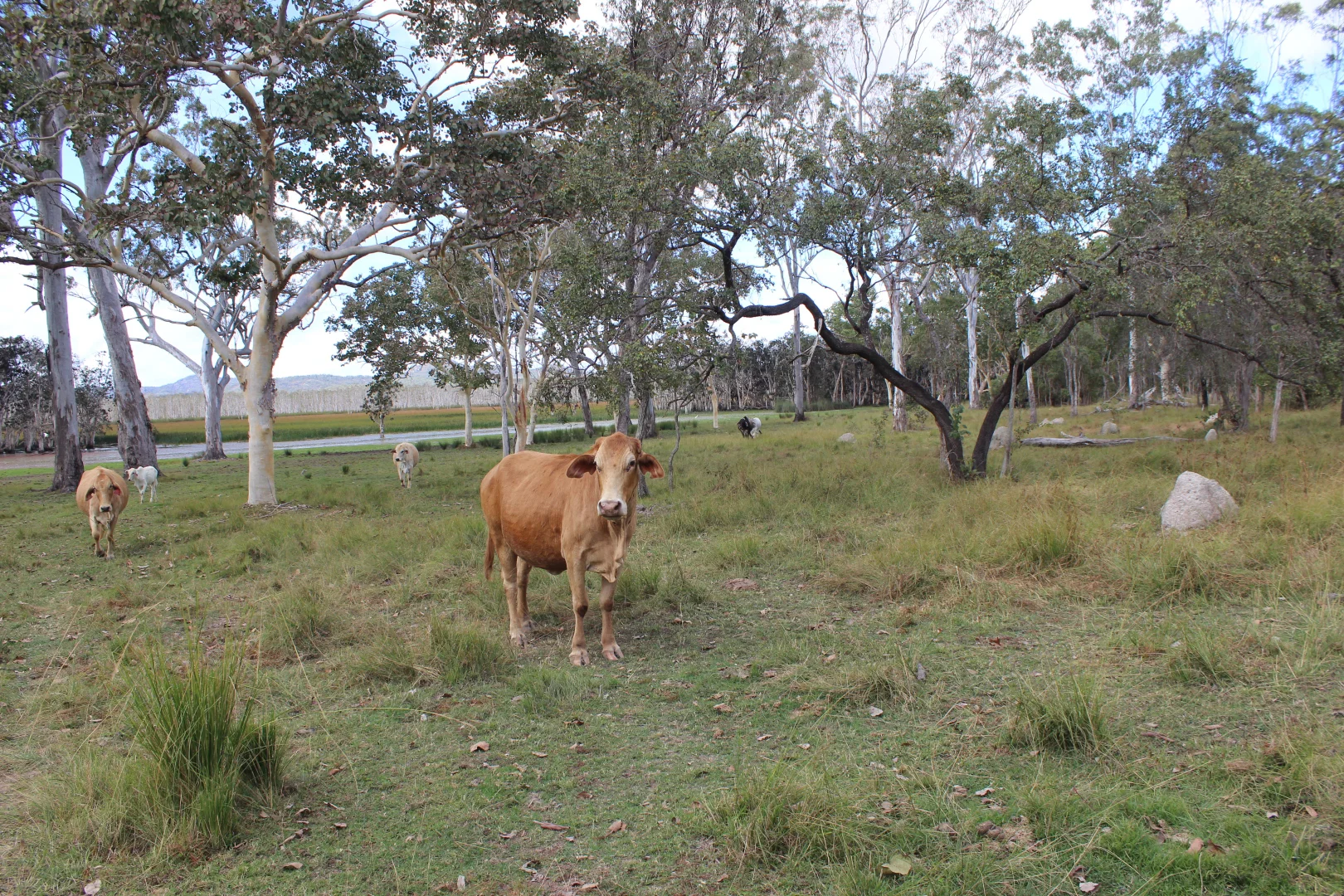 Additional image 21 of Innot Hot Springs QLD 4872