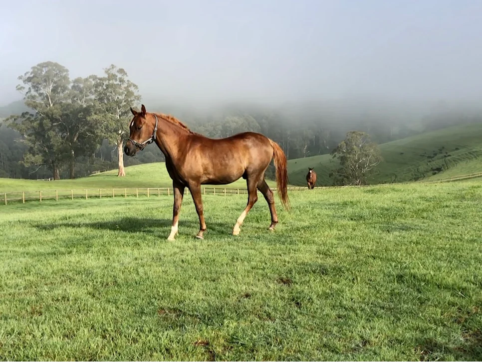 Additional image 6 of 102 Parker Road, Gembrook VIC 3783
