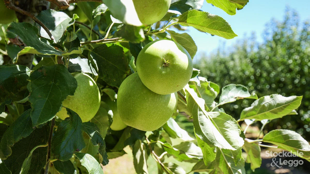 Additional image 26 of 645 New Dookie Road, Lemnos VIC 3631